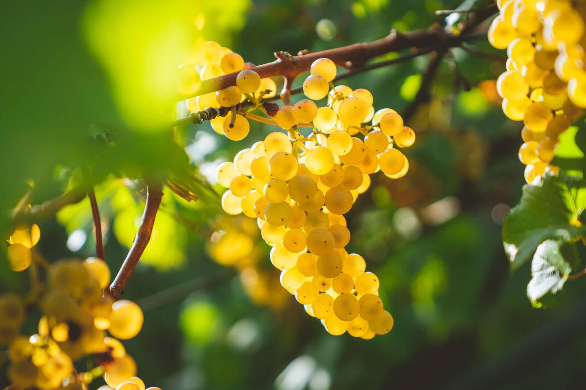 Garnacha blanca tipos de uva La Rioja