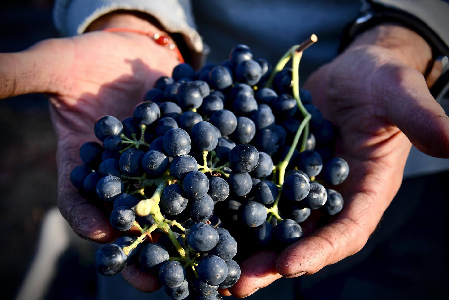 Tempranillo tipos de uva La Rioja